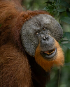 Orangotango maschio primo piano