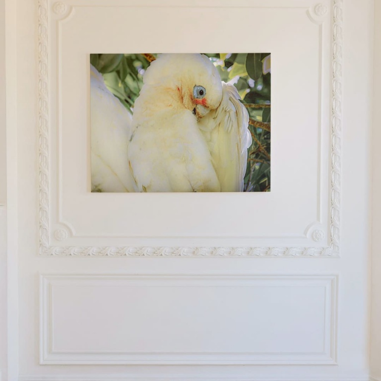 Photographic Print "Parrot Australia"