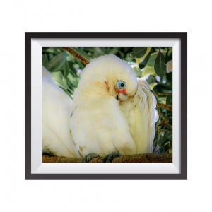 Photographic Print "Parrot Australia"