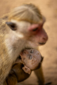 Piccolo di macaco con mamma