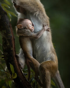 Piccolo di macaco srilanka