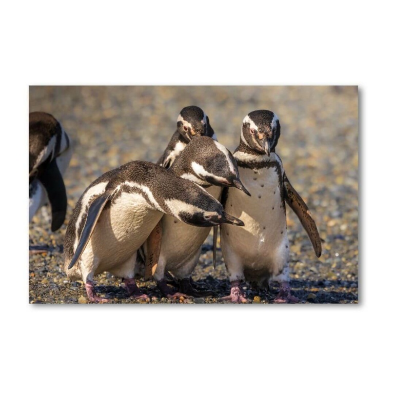 Stampa Edizione limitata "Pinguini di Magellano in corteggiamento"