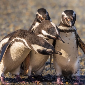 Pinguini di Magellano (Argentina, 2023)