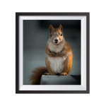 Photographic Print "Pregnant Squirrel"