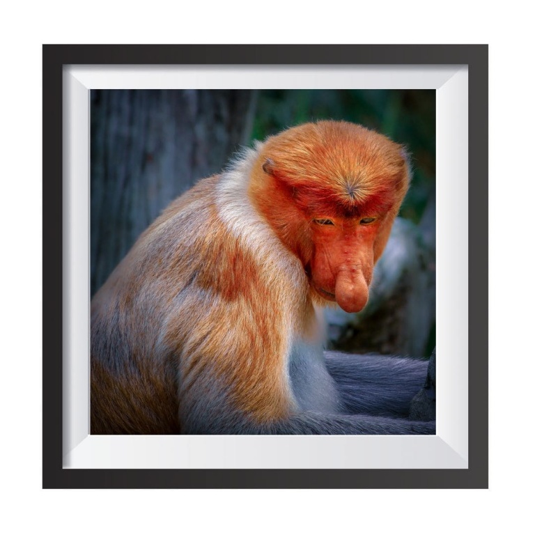 Stampa Fotografica "Proboscis Monkey"