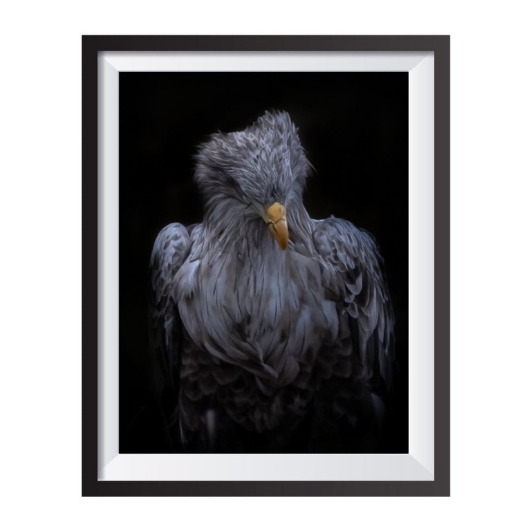 Photographic Print "Proud Eagle"