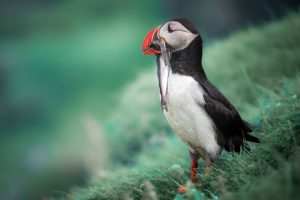 Puffin with catch