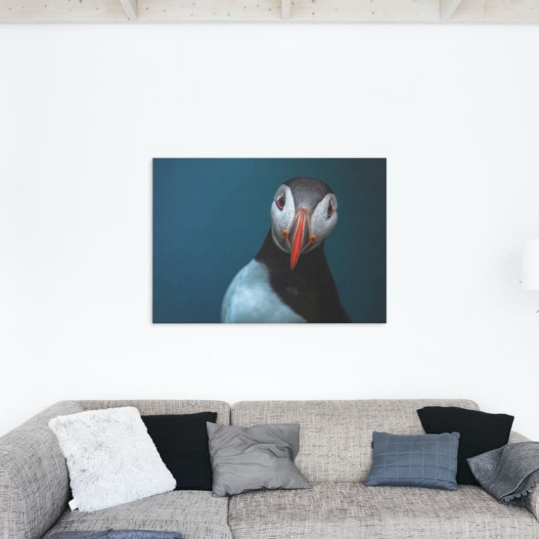 Print Limited Edition "Curious Puffin"
