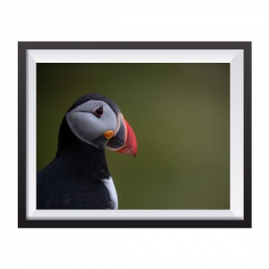 Stampa Fotografica "Puffin Faroe Island"