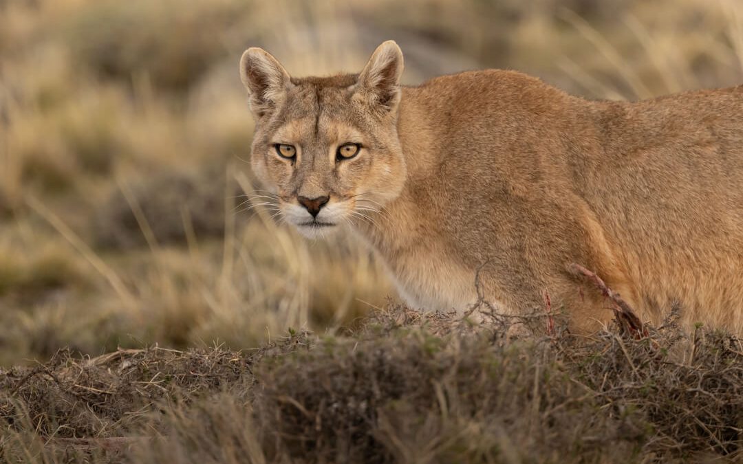 The search for the Puma in Chile