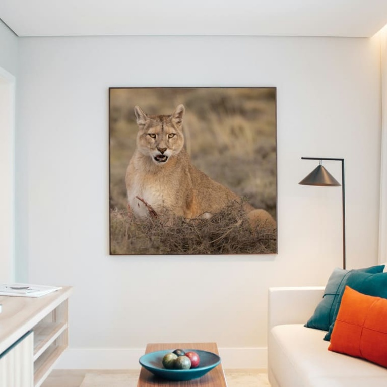 Photographic Print "Puma Squared"