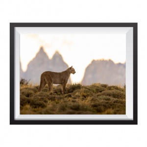 Photographic Print "Puma with the Three Torres"