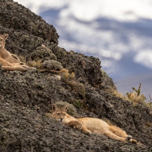 Pumas on the rocks