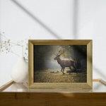 Stampa Fotografica "Red Deer in the camping"