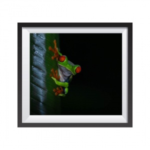 Stampa Fotografica "Red Eyed Frog"