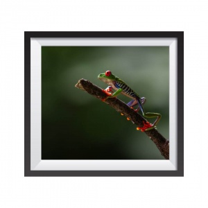 Photographic Print "Red Eyed Frog"