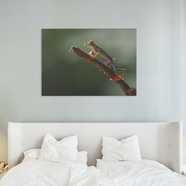 Photographic Print "Red Eyed Frog"