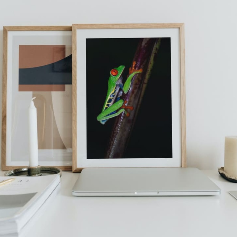 Photographic Print "Red Eyed Frog 3"