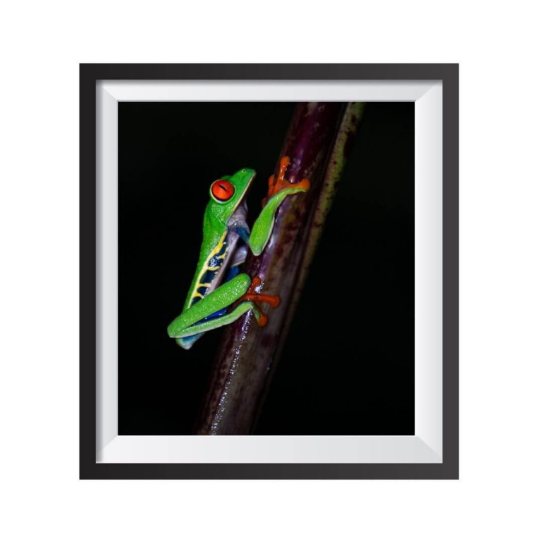 Stampa Fotografica "Red Eyed Frog 3"