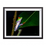 Photographic Print "Red Eyed Frog"