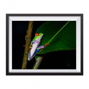 Stampa Fotografica "Red Eyed Frog"