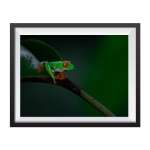 Stampa Fotografica "Red Eyed Tree Frog 2"