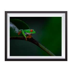 Stampa Fotografica "Red Eyed Tree Frog 2"