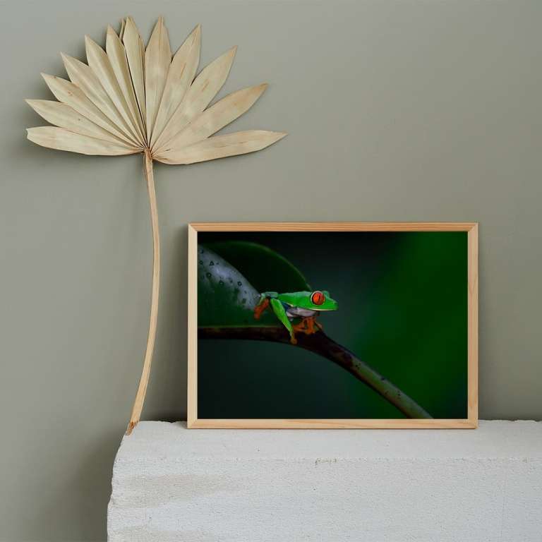 Photographic print "Red Eyed Tree Frog 2"