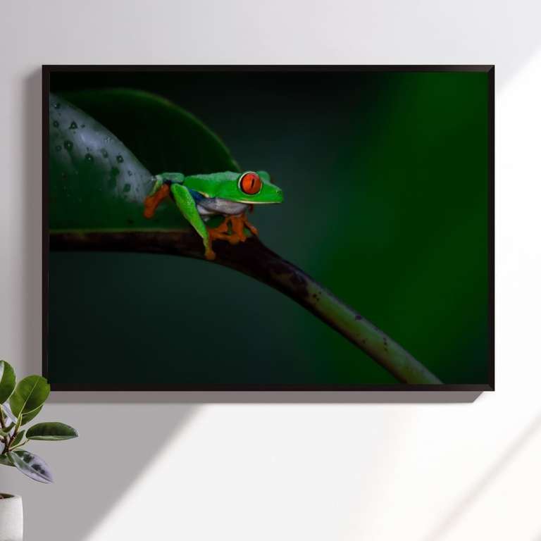 Stampa Fotografica "Red Eyed Tree Frog 2"