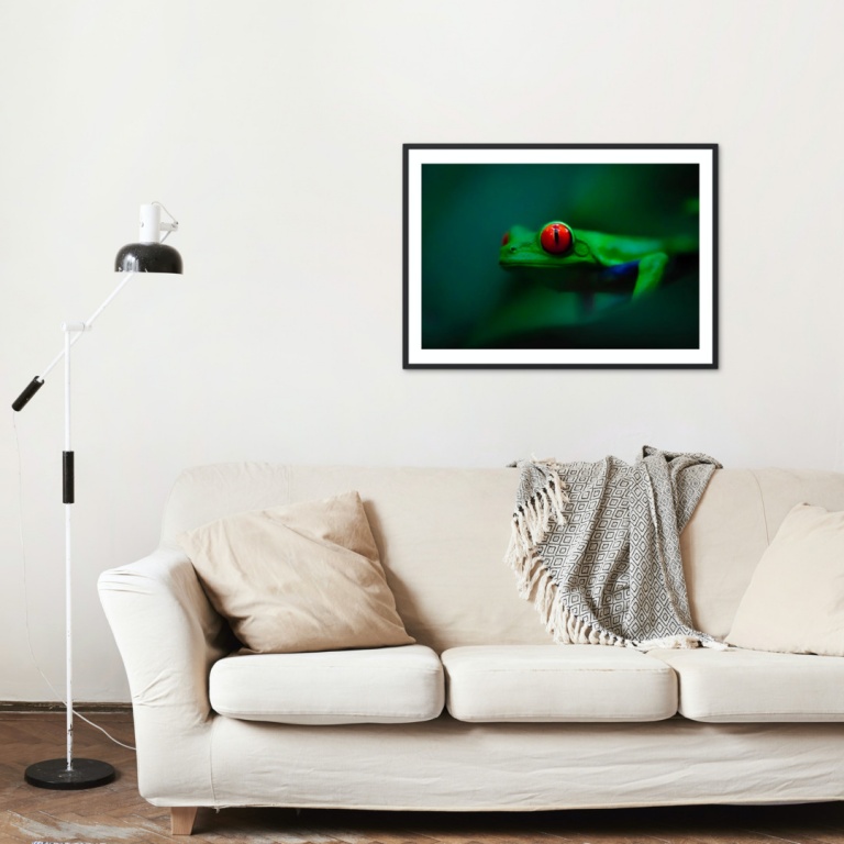 Photographic Print "Red Eyed Tree Frog"