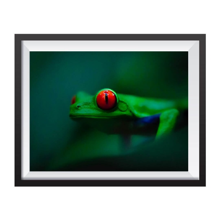 Stampa Fotografica "Red Eyed Tree Frog"