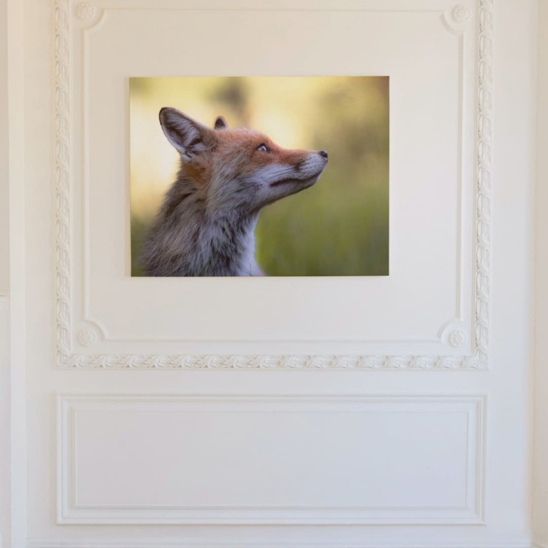 Photographic Print "Red Fox"