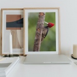 Photographic Print "Red head Woodpecker"