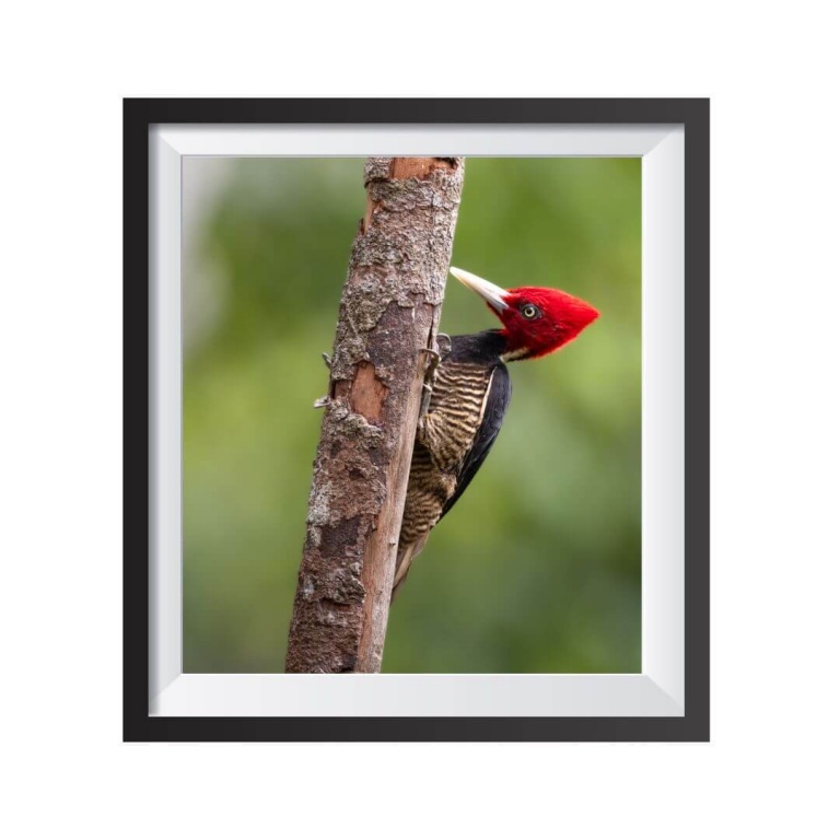 Stampa Fotografica "Red head Woodpecker"
