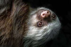 Sloth portrait black background