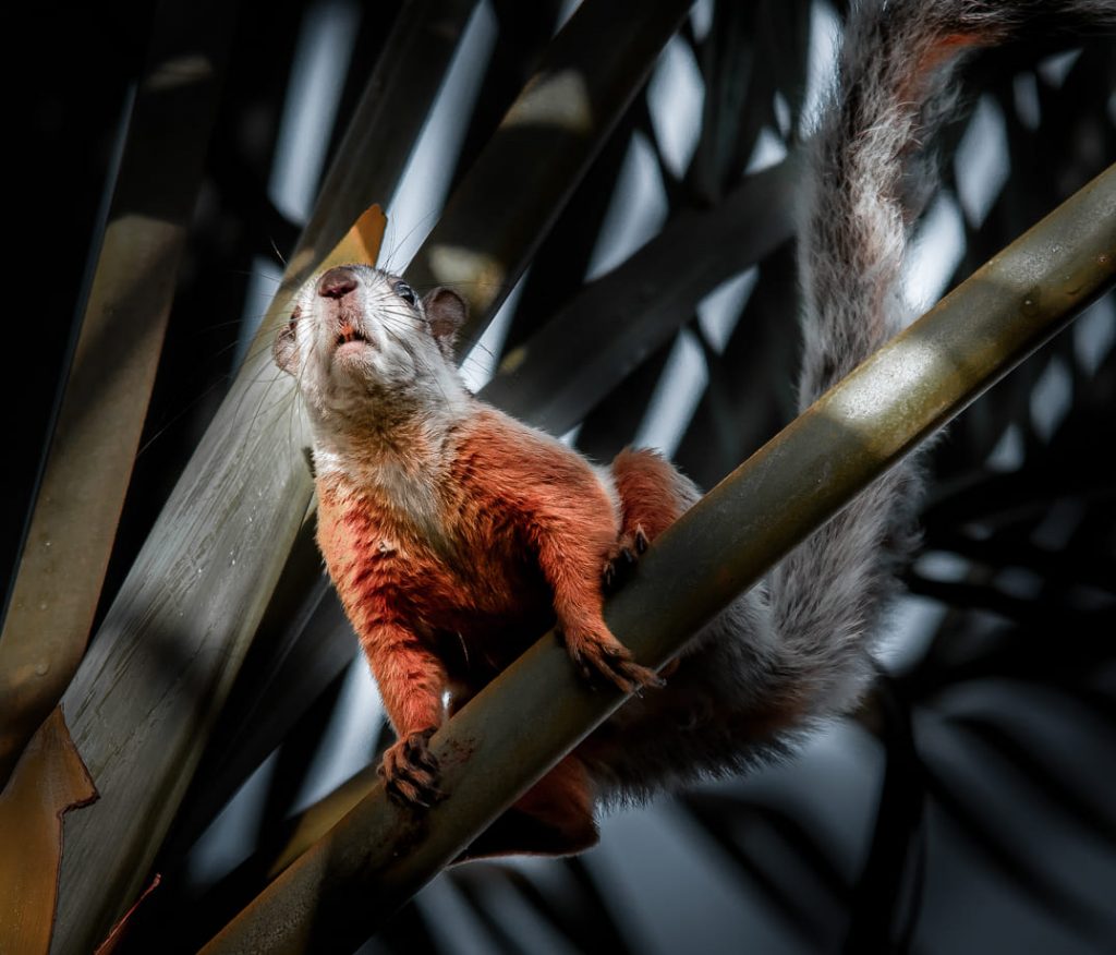 Squirrel Costa Rica