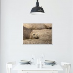 Photographic Print "Sea Elephants chilling time"