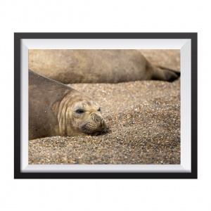 Photographic Print "Sea Elephants chilling time"