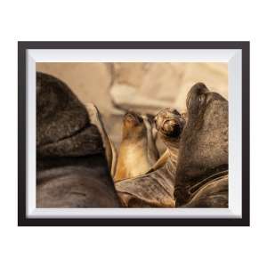 Photographic print "Sea lion colony"