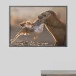 Photographic print "Sea Lion interacting with a seagull"