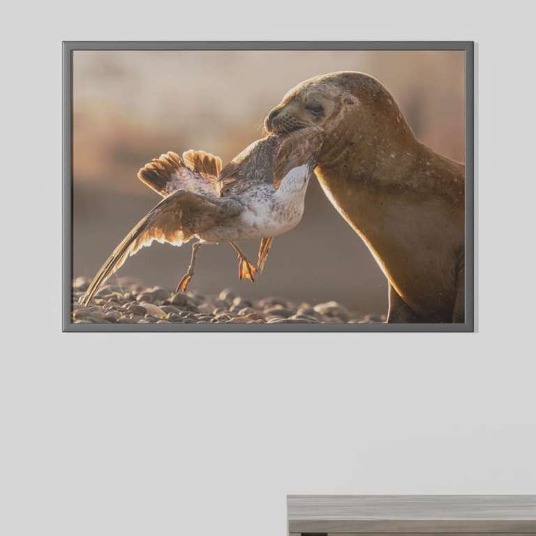 Stampa Fotografica "Sea Lion interacting with a seagull"