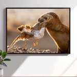 Photographic print "Sea Lion interacting with a seagull"