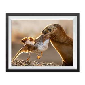 Stampa Fotografica "Sea Lion interacting with a seagull"