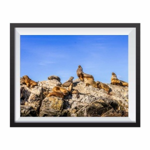 Photographic print "Sea Lions under the sun"