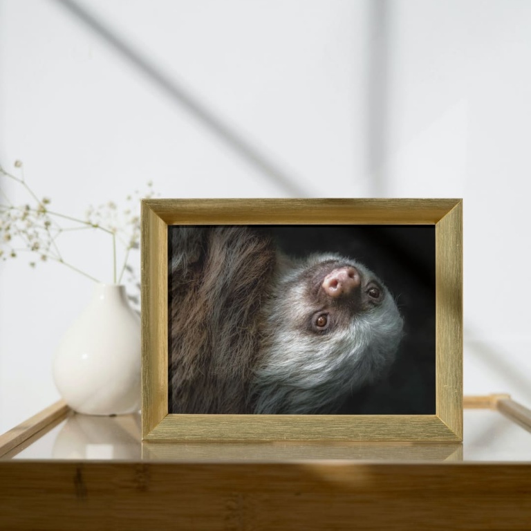 Stampa Fotografica "Sloth Portrait Black Background"