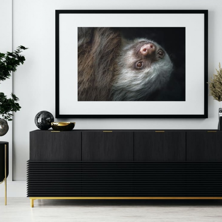 Photographic Print "Sloth Portrait Black Background"