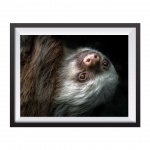 Photographic Print "Sloth Portrait Black Background"