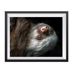 Stampa Fotografica "Sloth Portrait Black Background"