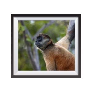 Photographic print "Spider Monkey"