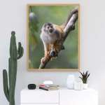 Stampa Fotografica "Squirrel Monkey"